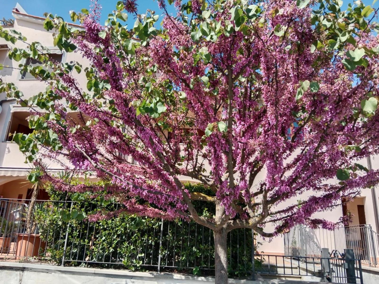 Via Della Musica Daire Vicchio Dış mekan fotoğraf